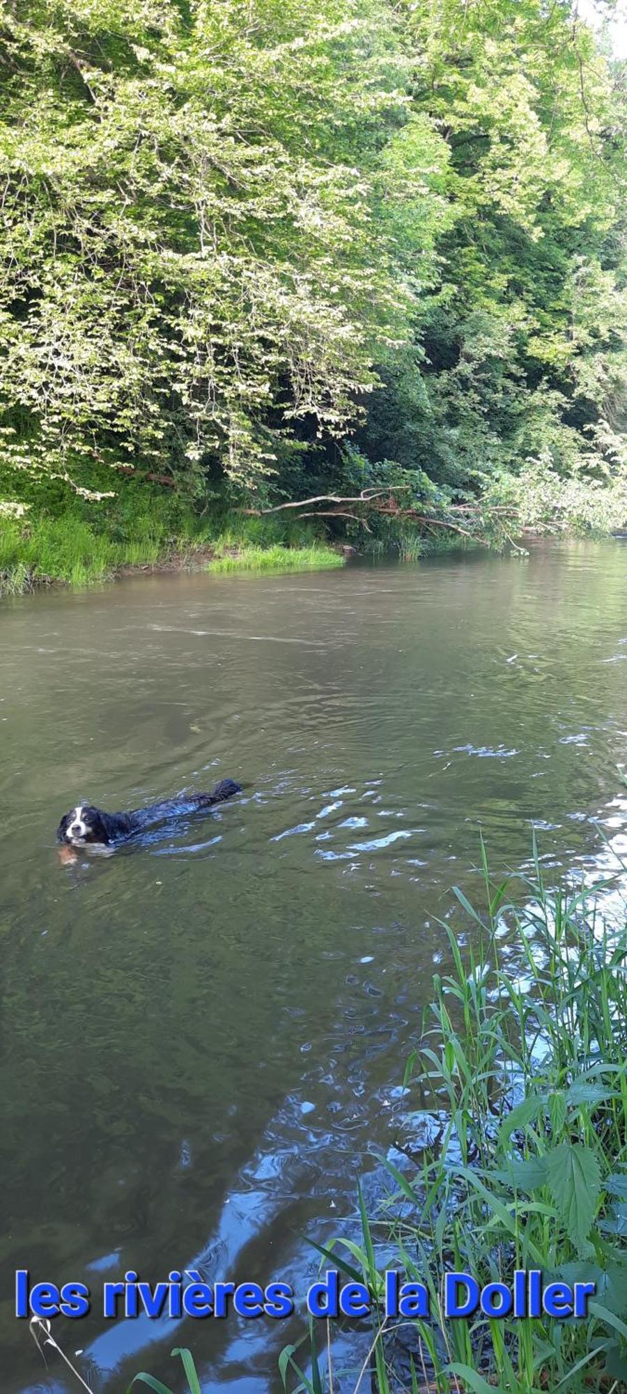 Gite Au Petit Verger Masevaux-Niederbruck Buitenkant foto
